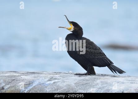 Bâillant du cormoran sur une pierre Banque D'Images