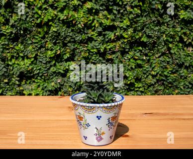 Belle plante de Haworthia dans un pot décoratif en céramique sur une table en bois sur fond de mur de lierre vert Banque D'Images