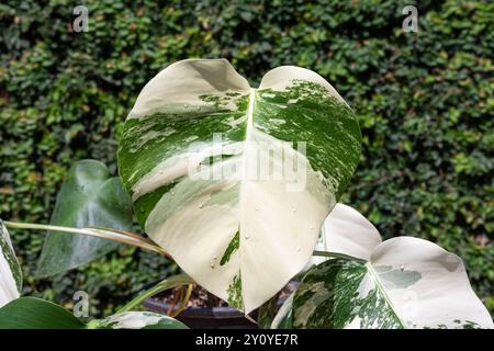 Belles feuilles panachées de monstera albo borsigiana en gros plan Banque D'Images