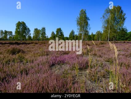 04 septembre 2024, Brandebourg, Reicherskreuz : la bruyère fleurit dans la réserve naturelle de Reicherskreuzer Heide. Cette année, la bruyère avait déjà commencé à fleurir au début du mois d’août. En attendant, les fleurs violettes touchent à leur fin, en partie à cause du manque de précipitations de ces dernières semaines. Des décennies d'utilisation comme zone d'entraînement militaire ont créé de vastes landes dans la partie sud du parc naturel de Schlaubetal. Une réserve naturelle à grande échelle couvrant 30 kilomètres carrés a été créée pour assurer la formation de nouvelles eaux souterraines et protéger de nombreuses espèces animales et végétales. Photo : Banque D'Images