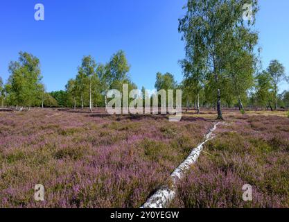 04 septembre 2024, Brandebourg, Reicherskreuz : la bruyère fleurit dans la réserve naturelle de Reicherskreuzer Heide. Cette année, la bruyère avait déjà commencé à fleurir au début du mois d’août. En attendant, les fleurs violettes touchent à leur fin, en partie à cause du manque de précipitations de ces dernières semaines. Des décennies d'utilisation comme zone d'entraînement militaire ont créé de vastes landes dans la partie sud du parc naturel de Schlaubetal. Une réserve naturelle à grande échelle couvrant 30 kilomètres carrés a été créée pour assurer la formation de nouvelles eaux souterraines et protéger de nombreuses espèces animales et végétales. Photo : Banque D'Images