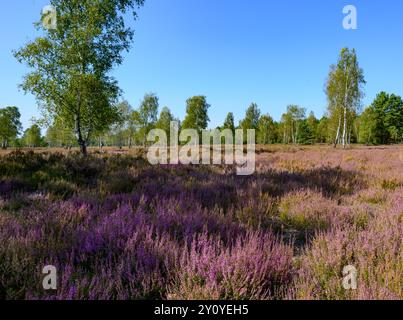 04 septembre 2024, Brandebourg, Reicherskreuz : la bruyère fleurit dans la réserve naturelle de Reicherskreuzer Heide. Cette année, la bruyère avait déjà commencé à fleurir au début du mois d’août. En attendant, les fleurs violettes touchent à leur fin, en partie à cause du manque de précipitations de ces dernières semaines. Des décennies d'utilisation comme zone d'entraînement militaire ont créé de vastes landes dans la partie sud du parc naturel de Schlaubetal. Une réserve naturelle à grande échelle couvrant 30 kilomètres carrés a été créée pour assurer la formation de nouvelles eaux souterraines et protéger de nombreuses espèces animales et végétales. Photo : Banque D'Images