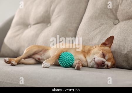 Chien chihuahua mignon avec jouet dormant sur le canapé Banque D'Images