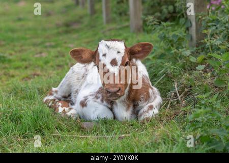 veau shorthorn laitier couché dans un champ d'herbe Banque D'Images