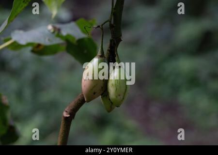 Une tomate d'arbre ou tamarillo, Solanum betaceum, dans le parc national de Calilegua en Argentine. Banque D'Images