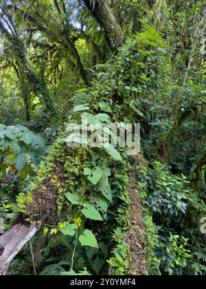 Épiphytes et fougères sur des arbres dans la forêt nuageuse subtropicale des yungas dans le parc national de Calilegua en Argentine. Réserve de biosphère des Yungas de l'UNESCO. Banque D'Images