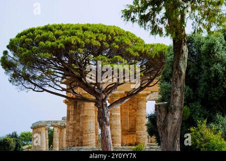 Images et photographies en couleur la magnificence des temples et des fouilles archéologiques de l'ancienne ville grecque de Paestum, Italie, Campanie, vente Banque D'Images