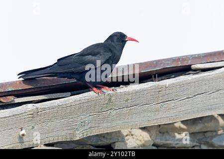 Un chough à bec rouge (Pyrrhocorax pyrrhocorax) perché sur un toit. Banque D'Images