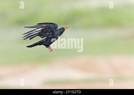 Un chough adulte à bec rouge (Pyrrhocorax pyrrhocorax) en vol. Banque D'Images