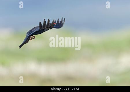 Un chough adulte à bec rouge (Pyrrhocorax pyrrhocorax) en vol. Banque D'Images