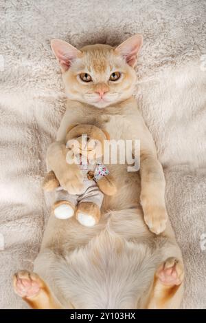 Chaton se trouve sur une couverture confortable embrassant un jouet. Un chaton birman rouge simule avec un ours en peluche sur une couverture. Banque D'Images