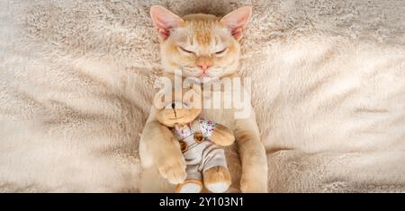 Chaton dormant sur une couverture confortable embrassant un jouet. Chaton birman rouge dormant confortablement avec un ours en peluche sur une couverture. Banque D'Images