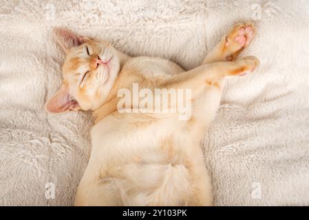 Chaton birman rouge dort doucement sur une couverture douce. Le chat se repose sur la couverture. Banque D'Images