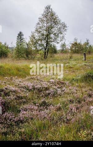 Les Hautes Fagnes à l'ouest de Baraque Michel, floraison bruyère, Waimes, Wallonie, Belgique. das Hohe Venn westlich von Baraque Michel, bluehendes Heidekraut, Banque D'Images