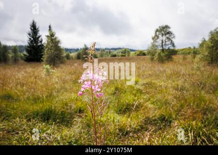 Les Hautes Fagnes à l'ouest de la Baraque Michel, floraison Willowherb, Waimes, Wallonie, Belgique. das Hohe Venn westlich von Baraque Michel, bluehendes Weidenroe Banque D'Images