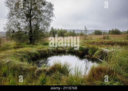 Les Hautes Fagnes à l'ouest de Baraque Michel, étang des tourbières, Waimes, Wallonie, Belgique. das Hohe Venn westlich von Baraque Michel, Moortuempel, Waimes, Wallonien, Banque D'Images