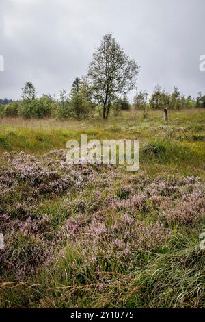 Les Hautes Fagnes à l'ouest de Baraque Michel, floraison bruyère, Waimes, Wallonie, Belgique. das Hohe Venn westlich von Baraque Michel, bluehendes Heidekraut, Banque D'Images