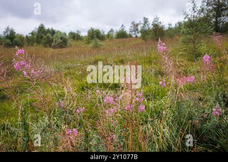 Les Hautes Fagnes à l'ouest de la Baraque Michel, floraison Willowherb, Waimes, Wallonie, Belgique. das Hohe Venn westlich von Baraque Michel, bluehendes Weidenroe Banque D'Images