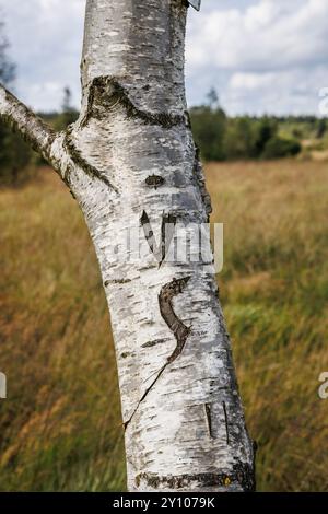 Bouleau avec les initiales V.S. dans les Polleur Fens à Mont Rigi, High Fens, Waimes, Wallonie, Belgique. Birke mit den Initialen V.S. im Polleur-Venn am M. Banque D'Images