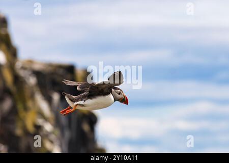 Macareux à mi-vol au-dessus des falaises, île de mai, Écosse Banque D'Images