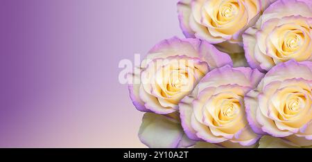 Un arrangement étonnant de roses crème sur un fond violet doux. Parfait pour les projets romantiques, floraux ou sur le thème de la nature. Banque D'Images