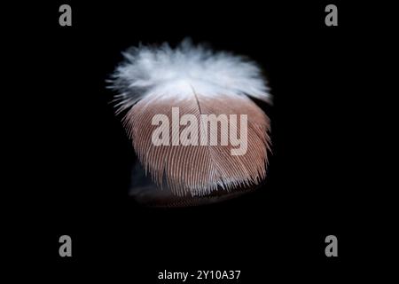 Photo macro d'une plume douce et délicate reposant sur une surface noire réfléchissante, mettant en valeur ses détails complexes et sa beauté. Banque D'Images