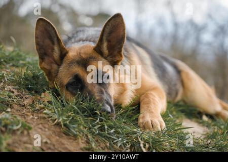 Jeune chien berger allemand fatigué allongé sur l'herbe Banque D'Images