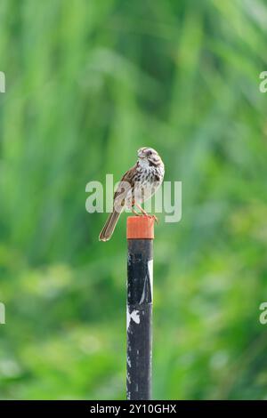 Song Sparrow était assis sur le poteau Banque D'Images