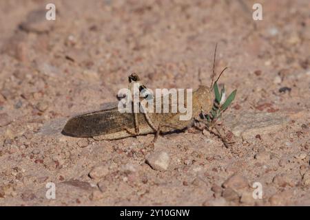 Carolina Grasshopper reposant sur le sol Banque D'Images