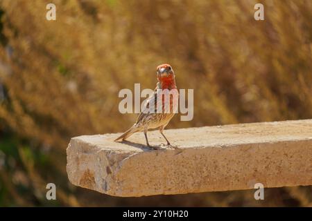 Maison Finch dans une aire de pique-nique Banque D'Images
