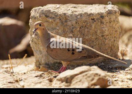 Dove de deuil marchant sur le sol Banque D'Images