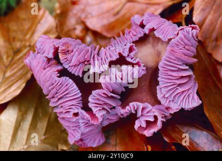 Améthyste Deceiver Fungi (Laccaria amethystea) gros plan d'organisme mature unique poussant sur le sol boisé dans la litière de feuilles sous les hêtres. Banque D'Images