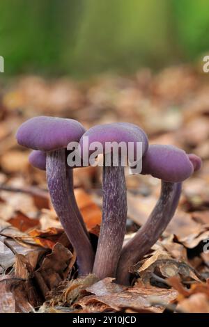 Améthyste Deceiver Fungi (Laccaria amethystea) petit groupe entouré de litière de feuilles de hêtre (Fagas sylvaticus) sur le sol boisé, Scottish Borders. Banque D'Images