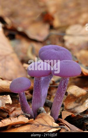 Améthyste Deceiver Fungi (Laccaria amethystea) petit groupe entouré de litière de feuilles de hêtre (Fagas sylvaticus) sur le sol boisé, Scottish Borders. Banque D'Images