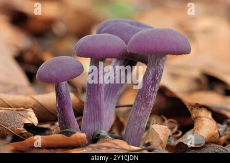 Améthyste Deceiver Fungi (Laccaria amethystea) petit groupe entouré de litière de feuilles de hêtre (Fagas sylvaticus) sur le sol boisé, Scottish Borders. Banque D'Images