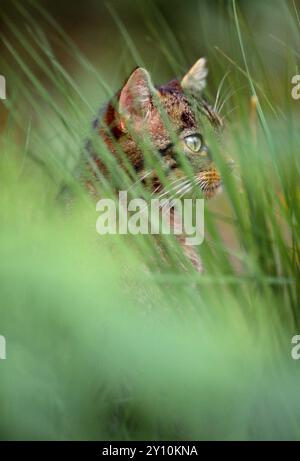 Chat sauvage écossais (Felis silvestris grampia) juvénile semi-habitué en pelage d'été, vivant sauvage dans oakwood indigène, Lochaber, Écosse, septembre Banque D'Images