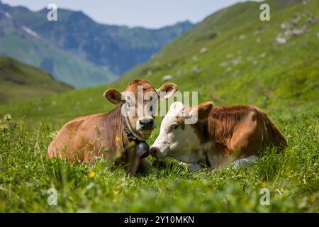 Deux bovins haut dans les montagnes couchés dans l'herbe Banque D'Images