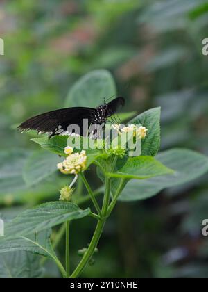 Papillon lavande paon sur quelques fleurs de lavande Banque D'Images