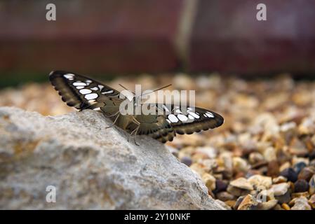 Papillon lavande paon sur quelques fleurs de lavande Banque D'Images
