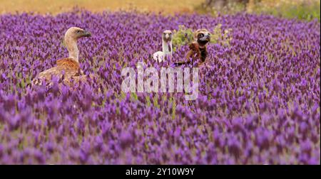 Vautours griffon (Gyps fulvus) et vautours noir (Aegypius monachus) dans un pré à crête de lavande (Lavendula stoechas), Castille-la Manche, Espagne Banque D'Images