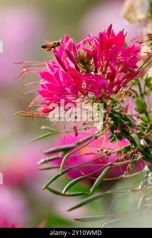 Fleur de reine rose (Cleome spinosa) avec abeille Banque D'Images