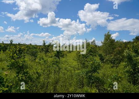 Allemagne, Bavière, haute-Bavière, district de Mühldorf am Inn, piste cyclable Inn, forêt de feuillus, nouvelles plantations, cultures arboricoles, chêne, hêtre, érable Banque D'Images