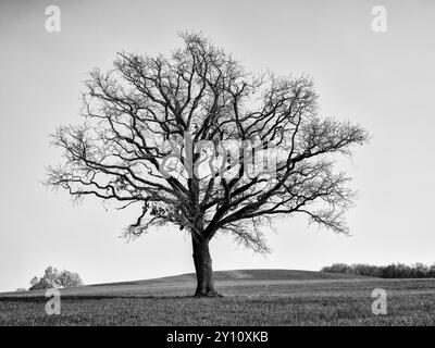 Journée de printemps dans le parc naturel d'Augsburg - forêts de l'Ouest près de Siebnach Banque D'Images