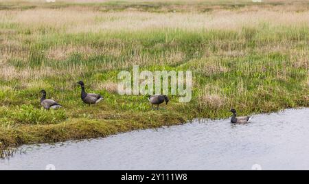 Brent Oies, Branta bernicla sur une prairie Banque D'Images