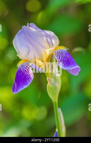 Iris bleu, iris allemand (Iris germanica) Banque D'Images