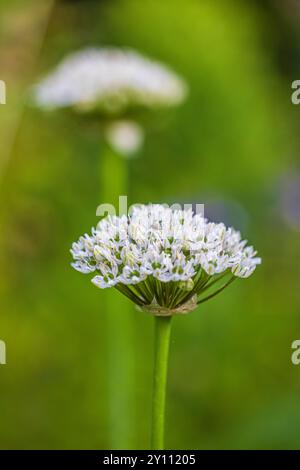 Poireaux ornementaux en fleurs, gros plan Banque D'Images