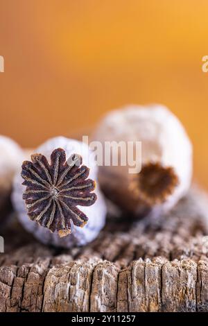 Capsules de pavot séchées, gros plan des capsules de fruits Banque D'Images