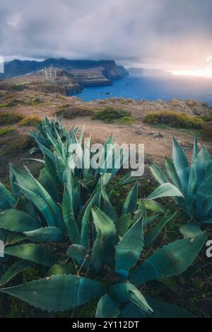 Vue vers l'océan à Miradouro da Ponta do Rosto, près de Ponta de Sao Lourenco, à Madère, Portugal, au coucher du soleil avant une tempête, avec des éoliennes Banque D'Images