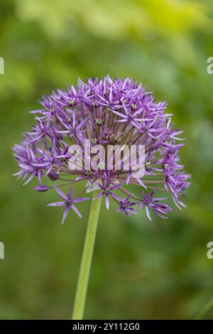 Poireaux ornementaux en fleurs, gros plan Banque D'Images