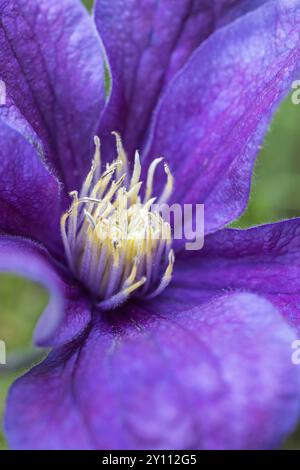 Clematis 'Justa', fleur violette, gros plan Banque D'Images